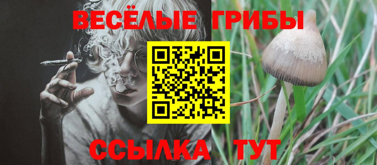 Асино  Псилоцибиновые грибы Psilocybine cubensis  Вход с VPN 